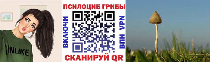 где найти наркотики  Тулун  Галлюциногенные грибы прущие грибы 